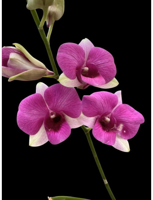 Den. Kitty Pink ‘Hawaii’ — Caribbean Orchids