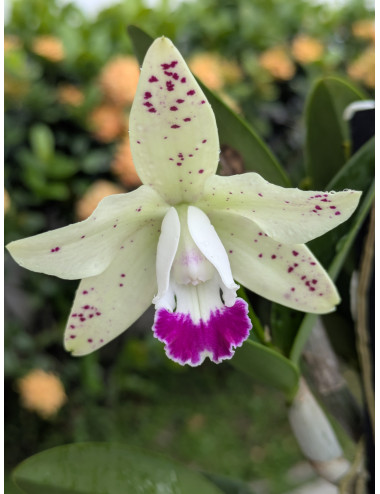 Cattleya Jairak Cute