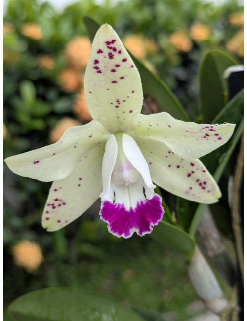 Cattleya Jairak Cute