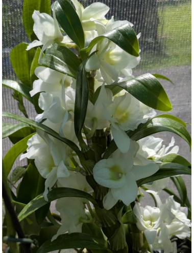 D. Spring Dream 'Apollon'