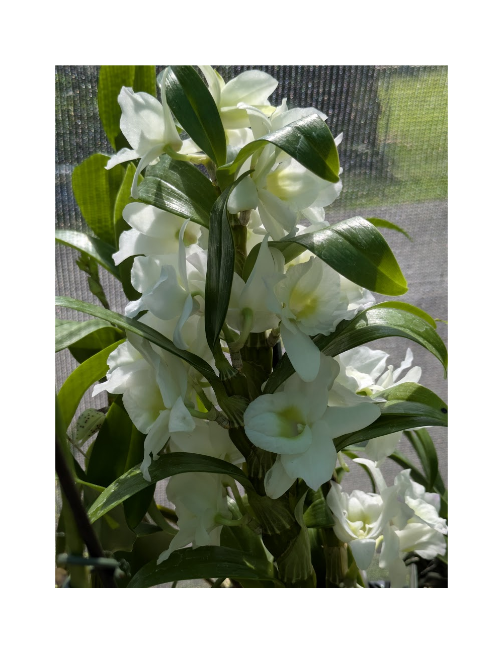 D. Spring Dream 'Apollon'