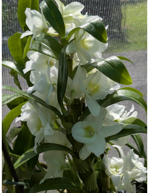 D. Spring Dream 'Apollon' Orchid - Compact & Fragrant