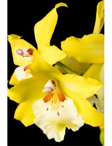 Vuyl. Celtic Sun Maya