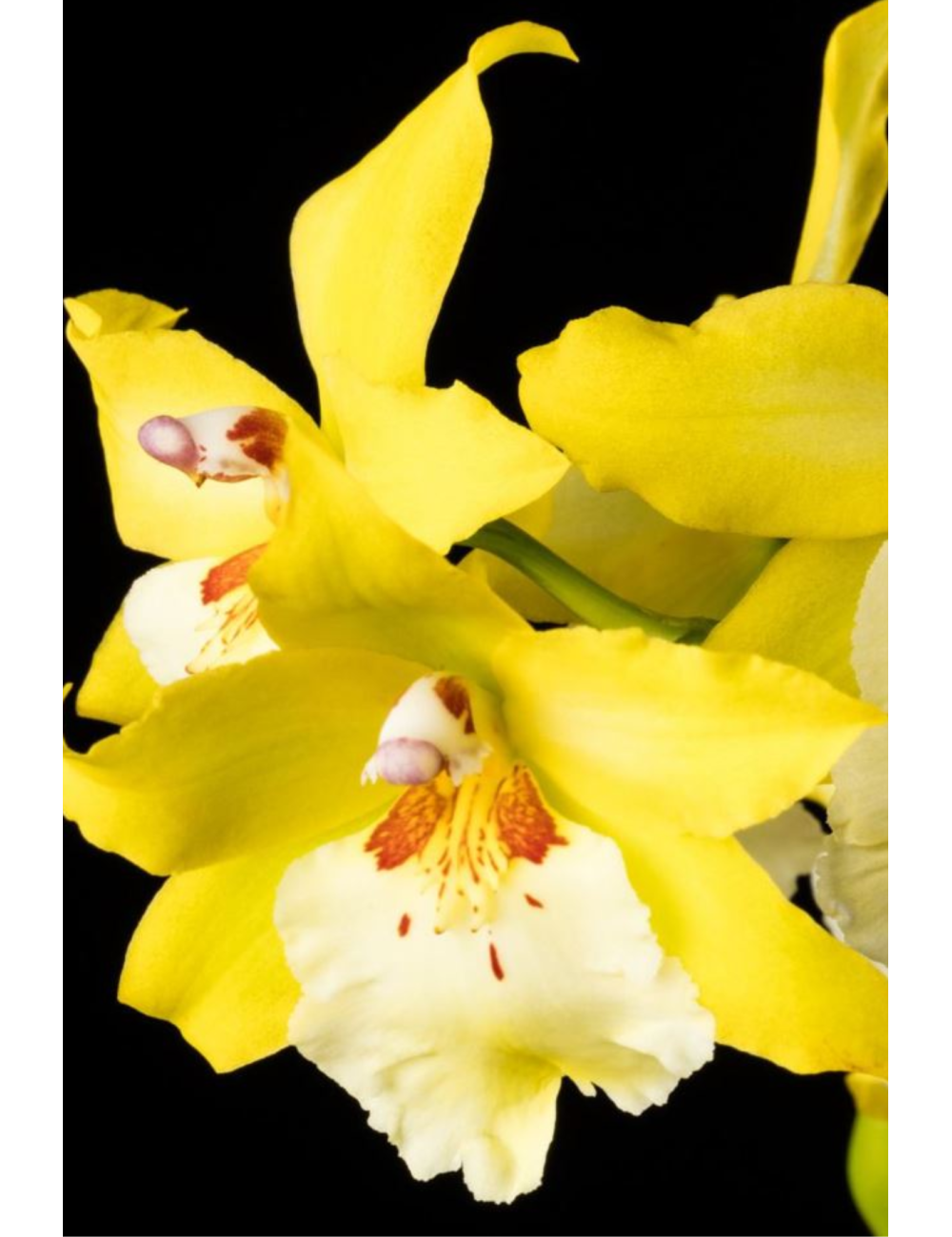 Vuyl. Celtic Sun Maya