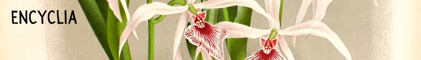 Encyclia